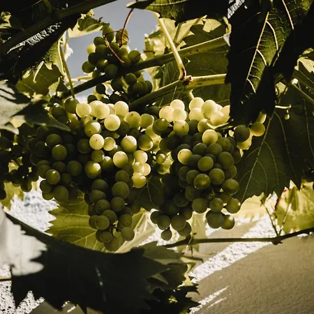 Casa Kaiserstuhl Spaetburgunder *