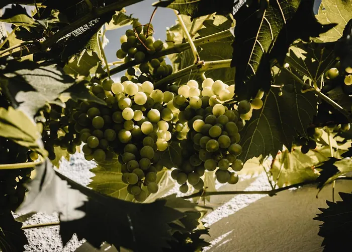 Casa Kaiserstuhl Spaetburgunder *
